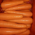 Хорошее качество китайский свежий морковь с завода