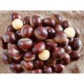 Fresh Chestnut Glossy Health