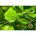 (Extracto de Ginkgo Biloba) - Flavonas 24% Lactonas 6% Ginkgo Biloba