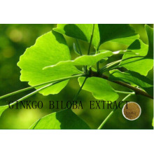 (Extracto de Ginkgo Biloba) --Flavones 24% Lactones 6% Ginkgo Biloba