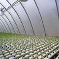 Agricultural Flat Hydroponic Commercial Hydroponics