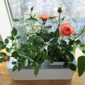 Mini Smart Garden Pflanzer Blumentopf