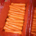 Neue Ernte von guter Qualität frische Karotte