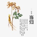 Extrato de Angélica Chinesa Diels Angélicos (sinensis (Oilv))