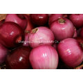 Fresh Red Onion in Shandong Province