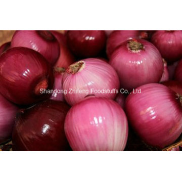 Fresh Red Onion in Shandong Province