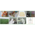 Wholesale Garlic With Low Price