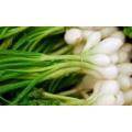 Chinese Factory Supply Allium Macrostemon Extract