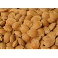 Apricot Kernels Almond Nuts