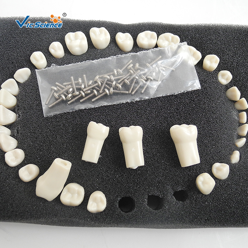 Dental Teeth