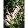 FRESH RADISH NEW CROP WITH GOOD QUALITY