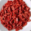 Berry Goji de alta calidad