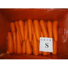 Zanahoria fresca del tamaño S para Dubai