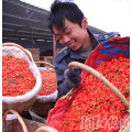 Lowpesticide Goji Berry (un poco de residuos de plaguicidas)