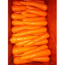 2015 Fresh New Crop Carrot