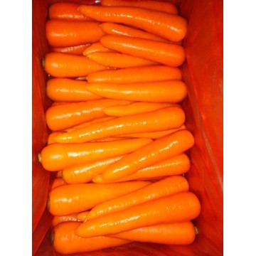 2015 Fresh New Crop Carrot