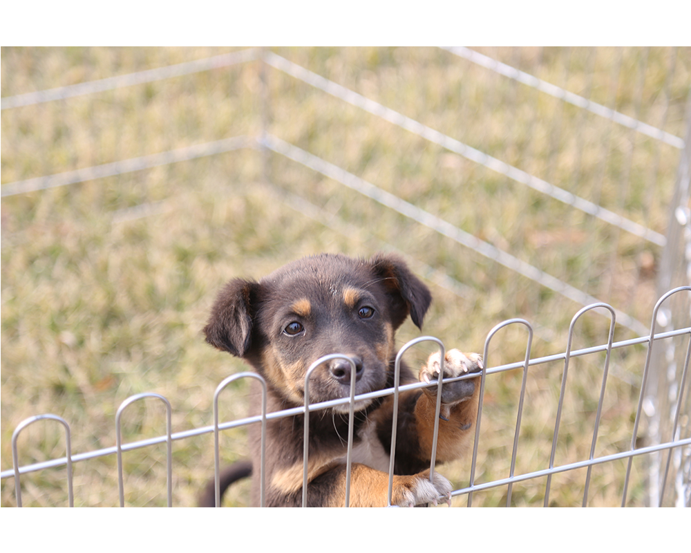 Galvanized Dog Playpen