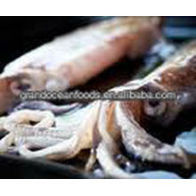 frozen squid product (Loligo Japonica)