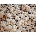 New Crop Pure White Garlic