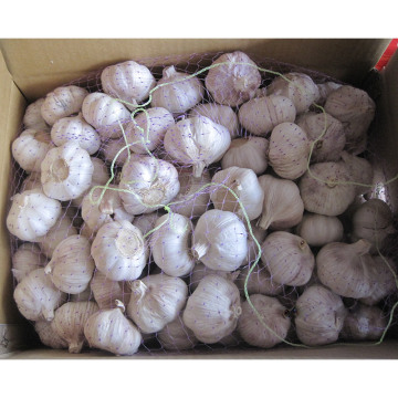 Exporter la nouvelle culture Fresh Bonne qualité Normal White Garlic (4.5 / 5.0)