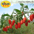 Medlar Sun Cure Red Dried Goji