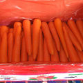 Nouvelle récolte Bonne qualité de carotte fraîche
