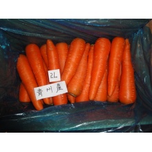 Cheap price fresh sweet carrot