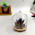 glass terrarium plants with hole Hanging Vase