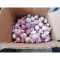 2021 Natural Garlic Price New crop Hot sales