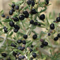 Medert Anthocyanin Black Goji Berry