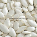 High Quanilty China Snow White Pumpkin Seed