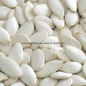 Inner Mongolia Pumpkin Seeds 2016 New Crop