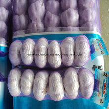 Chinese New Crop Purple Color Garlic