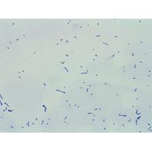High Quality Probiotics Streptococcus Thermophilus Powder