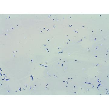 Probióticos de alta qualidade Streptococcus thermophilus pó