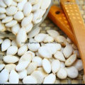 Snow White Pumpkin Seeds 2016 Crop with Best Price