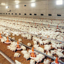 Equipo completo de aves de corral automático para granja de aves de corral