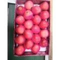 Blush red full color fuji apple