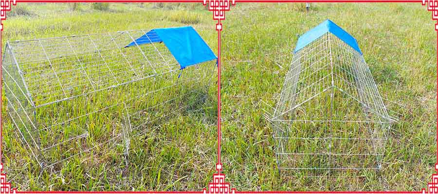 little folding chicken coop