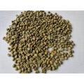 Robusta Green Coffee Bean para venda