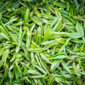 Grüner Tee-Extrakt, Tee Polyphenol, EGCG, Katechine