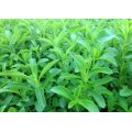 Stevia édulcorants stevia sucre stevia comprimés