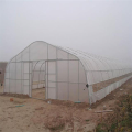 Economica Sheet Plastic Single Tunnel Greenhouse