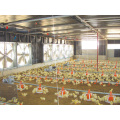 Estructura de acero granja de pollos automática con equipos de aves de corral
