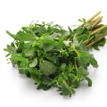 Hot selling Wholesale price Premium purslane of sale