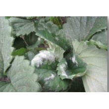 Botanical Pesticide Against Powdery Mildew on Strawberries