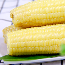 White Sweet Waxy Corn Cobs