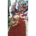 Organische Goji Berry USDA zertifiziert, Ningxia Goji Beere, Chinesische Wolfberry