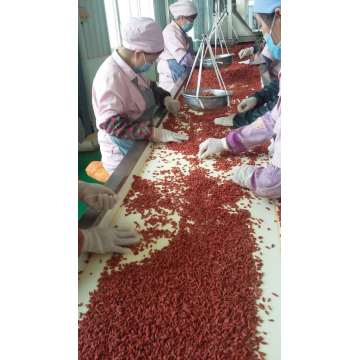 Organische Goji Berry USDA zertifiziert, Ningxia Goji Beere, Chinesische Wolfberry