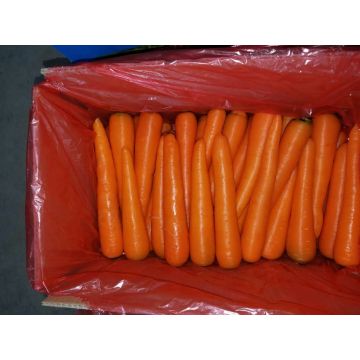 Carotte fraîche (taille de S / M) dans 10kg / Carton ou 6.5kg / Carton pour le marché de Singapour